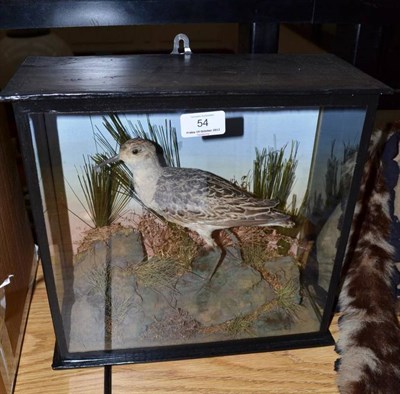 Lot 54 - Sandpiper (Actitis hypoleucos), circa 1910, full mount, standing on faux rocks amongst aquatic...