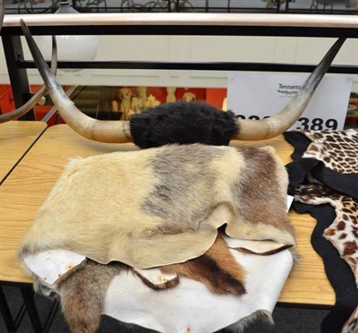 Lot 55 - Bull's Horns, on wood shield, 105cm tip to tip; and Two Preserved Goat Skin Rugs (3)