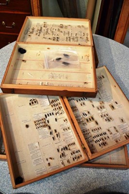 Lot 58 - Five Wooden Store Boxes, containing Dr Willoughby Gardner duplicate Coleoptera