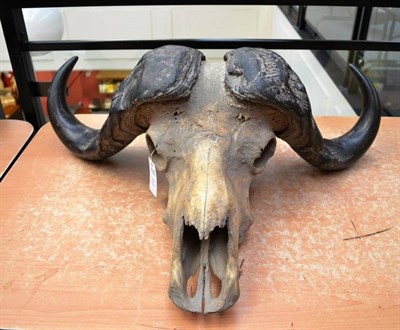 Lot 59 - Cape Buffalo (Synceros caffer caffer), horns on upper skull, 69cm tip to tip