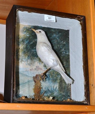 Lot 61 - Blackbird (Turdus merula), circa 1890, albino, full mount, perched naturalistically amongst...