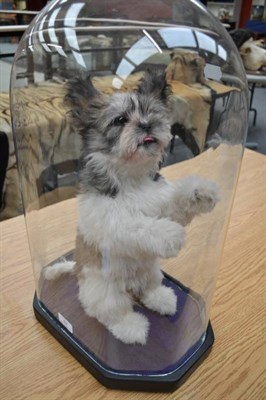 Lot 62 - Shih Tzu, full mount, modern, posed in begging position, beneath a glass octagonal panelled...