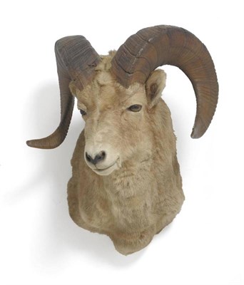 Lot 67 - North American or Rocky Mountain Bighorn (Ovis canadensis canadensis), late 20th century,...