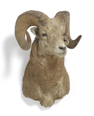 Lot 68 - North American or Rocky Mountain Bighorn (Ovis canadensis canadensis), late 20th century,...