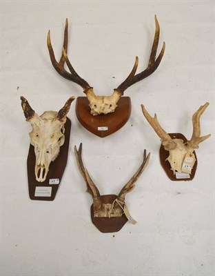 Lot 69 - Moluccan Rusa (Cervus timorensis), skull with antlers, 10cm long, tip to tip 20.3cm; Rusa...