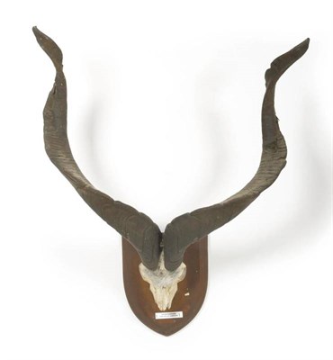 Lot 70 - Astor Markhor (Capra falconeri cashmirensis), circa 1900, horns on frontlet, right horn 106cm, left