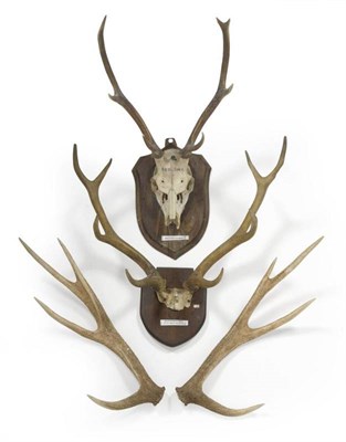 Lot 72 - Formosan Sika (Cervus nippon taiouanus), cast antlers, 4+4, 64.7cm long; Red Deer Hybrid/Sika,...