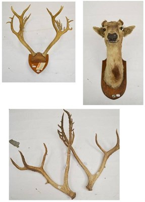 Lot 73 - Pere David's Deer (Elaphurus davidianus), cast antlers, 12 points, 83.8cm and 86.3cm long; Another