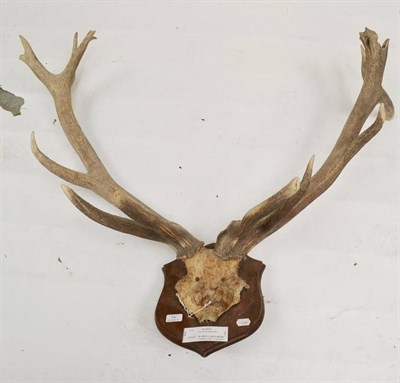 Lot 74 - Red Deer Hybrid/Wapiti, Caledon Park, Northern Ireland, antlers on frontlet, 8+*, 92.7cm long,...