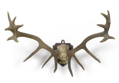 Lot 75 - Maral (Cervus elaphus maral), Fierton Ak-Dagh, Asia Minor, ex Loder Collection and ex J...