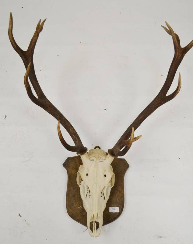 Lot 76 - Spanish Red Deer (Cervus elaphus hispanicus), La Caroline, Sierra Margalla, skull with antlers,...