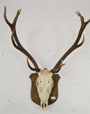 Lot 76 - Spanish Red Deer (Cervus elaphus hispanicus), La Caroline, Sierra Margalla, skull with antlers,...