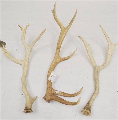 Lot 77 - White-Lipped Deer (Cervus albirostris), cast right antler, 3 points, 94cm long; Another, cast...