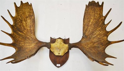 Lot 78 - European Elk (Alces alces alces), antlers on frontlet, 12+13, 66cm long, tip to tip 66cm