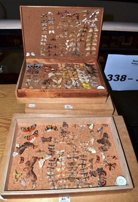 Lot 80 - Six Assorted Wooden Store Boxes of British and Foreign Moths  With Class Licence CL07/2012/30