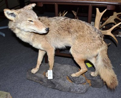 Lot 82 - Coyote (Canis latrans), modern, full mount, turning to the left, on faux rockwork, overall...