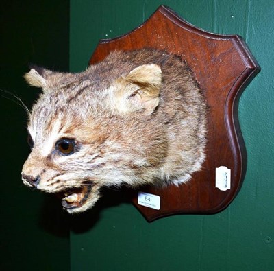 Lot 84 - Bobcat (Lynx rufus), circa 1950, head mount, with open snarling jaw, upon a polished hardwood...