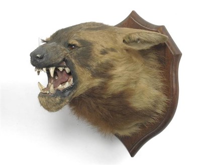 Lot 85 - Spotted Hyena (Crocuta crocuta), circa 1940, head mount, with open snarling jaw, on an...