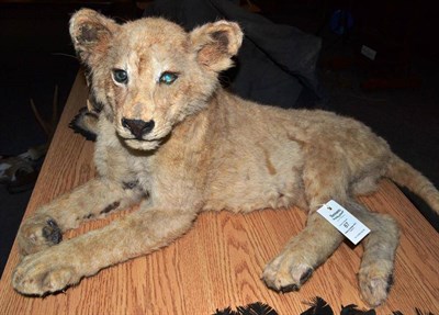 Lot 87 - Lion (Panthera leo), circa 1930, cub, full mount, in recumbent pose, 77cm long