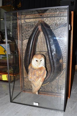 Lot 89 - Common Barn Owl (Tyto alba), circa 1998, full mount, naturalistically posed on small pony...