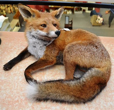 Lot 90 - Fox (Vulpes vulpes), by A J Armistead, Darlington, full mount, in curled-up pose, 53cm long overall