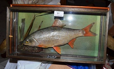 Lot 91 - Roach, by A J Armistead, full mount, in a five-glass picture frame wall hanging case, 28cm by 47cm