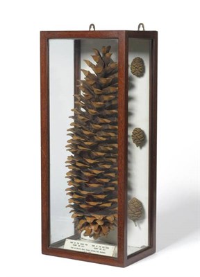 Lot 92 - A Cone of the Sugar Pine and A Cone of the Redwood, from the Mariposa Grove, Yosemite National...