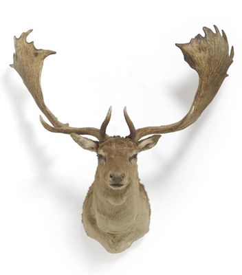 Lot 93 - Introduced European Fallow Deer (Dama dama), modern, shoulder mount, 26 points, right antler...