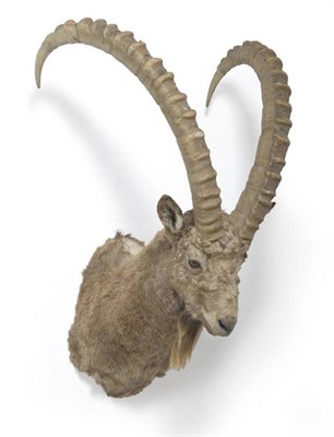 Lot 95 - European or Alpine Ibex or Steinbok (Capra ibex ibex), shoulder mount, right horn 103cm, left...