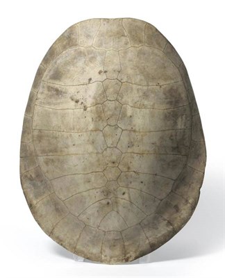 Lot 98 - Loggerhead Turtle (Caratta caretta), 18th/19th century, polished carapace, lacking scutes, with...