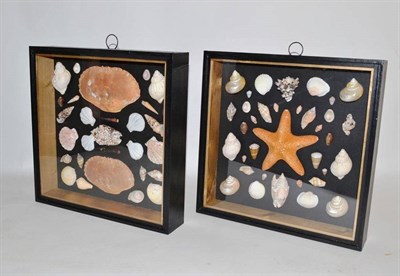 Lot 102 - Two Glazed Ebonised Framed Cases of Assorted Sea Shells, Crab Carapaces and a Star Fish, each...