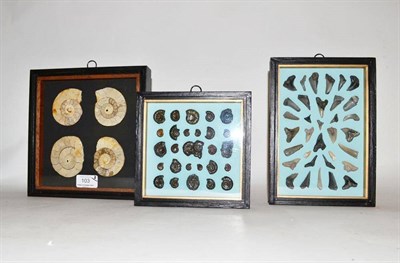 Lot 103 - A Collection of Fossilised Shark Teeth, glazed and framed; A Small Collection of Ammonites,...