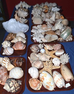 Lot 107 - A General Collection of World Sea Shells, including a small clam