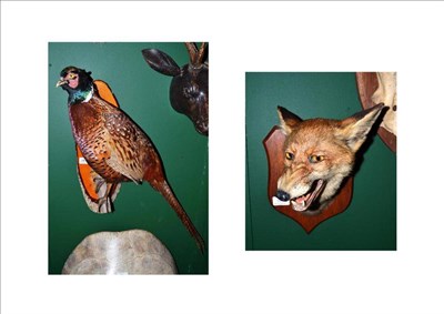 Lot 108 - A Taxidermy Fox, stamped to the wooden shield Leamington 1114; and A Pheasant (2)