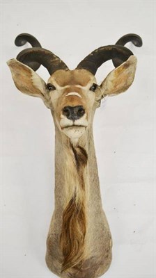 Lot 114 - Greater Kudu (Tragelapus strepsiceros), late 20th century, shoulder mount, right horn 132cm...