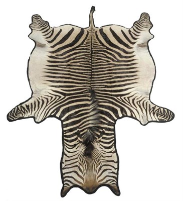 Lot 116 - Hartmann's Mountain Zebra (Equus zebra hartmannae), 1975, full skin rug, backed onto black...