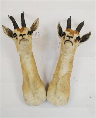 Lot 117 - Thomson's Gazelle (Eudorcas thomsonii), late 20th century, two shoulder mounts, 23cm from the wall