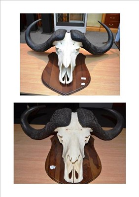 Lot 119 - Cape Buffalo (Synceros caffer caffer), horns on upper skull, on polished wood shield; and...