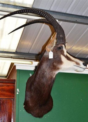 Lot 120 - Sable Antelope (Hippotragus niger), modern, shoulder mount, turning to the left, right horn...