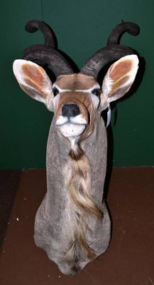 Lot 121 - Greater Kudu (Tragelaphus strepsiceros), shoulder mount, right horn 98cm, left horn 99cm