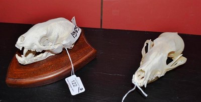 Lot 122 - Honey Badger (Mellivora capensis), circa 2000, skull, set in open position, 13cm long, on...