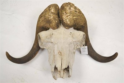 Lot 123 - Musk-Ox (Ovibos moschatus), Fin Kristoffsen, Scorsbystund, Greenland 1967, skull, with horns, right