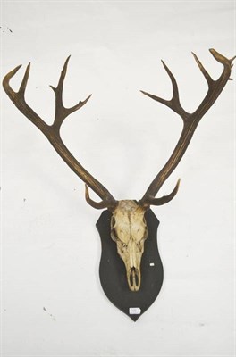 Lot 125 - Swamp Deer (Cervus duvauceli), circa 1900, skull with antlers, 7+8, 81cm long, tip to tip 54.5cm