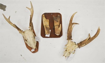 Lot 127 - Hog Deer (Axis porcinus), deformed cast antler, 23cm long; Another, Hockworthy, antlers on...