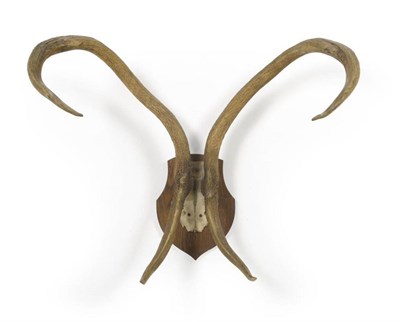 Lot 128 - Burmese Eld's Deer (Panolia eldi eldii), circa 1900, 2+3, 89.5cm long, tip to tip 49cm, on oak...