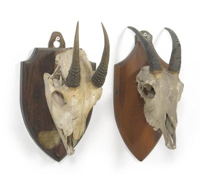 Lot 130 - Himalayan Serow (Capricornis thar), skull with horns, 617cm long, tip to tip 10cm; Japanese...