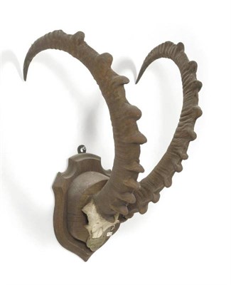 Lot 131 - Nubian Ibex (Capra ibex nubiana), North Africa, ex Loder Collection, horns on frontlet, right...