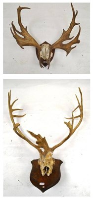 Lot 132 - Caribou (Rangifer tarandus groenlandicus), Spitzbergen, skull with anlters, 15+9, 99cm long;...