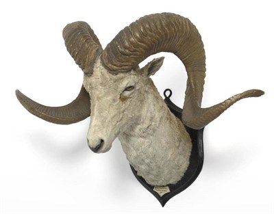 Lot 133 - Marco Polo's Argali (Ovis ammon poli), Tagdumbash, Afghanistan, 1906, by Rowland Ward, shoulder...