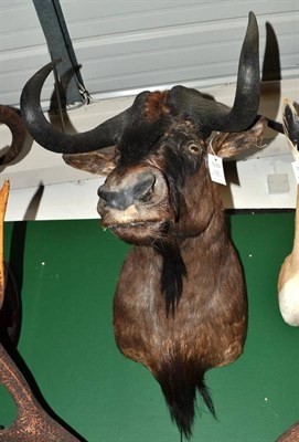 Lot 136 - Black Wildebeest (Connochaetes gnou), late 20th century, shoulder mount, 76cm from the wall